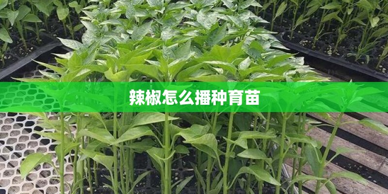 狗狗呼吸急促肚子一抽一抽的怎么回事 狗狗呼吸急促肚子一抽一抽的怎么回事