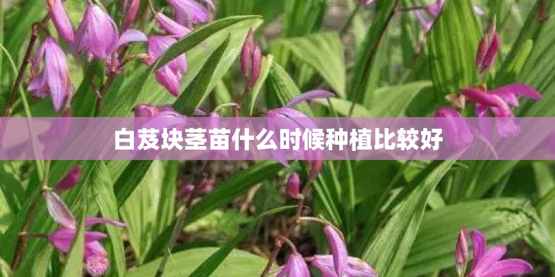 白芨块茎苗什么时候种植比较好