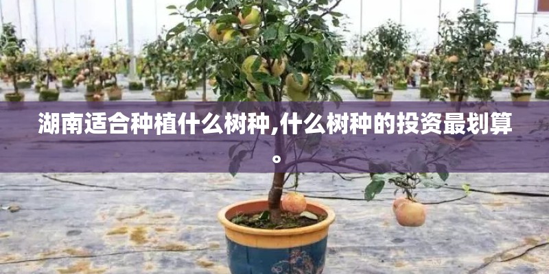 湖南适合种植什么树种,什么树种的投资最划算。