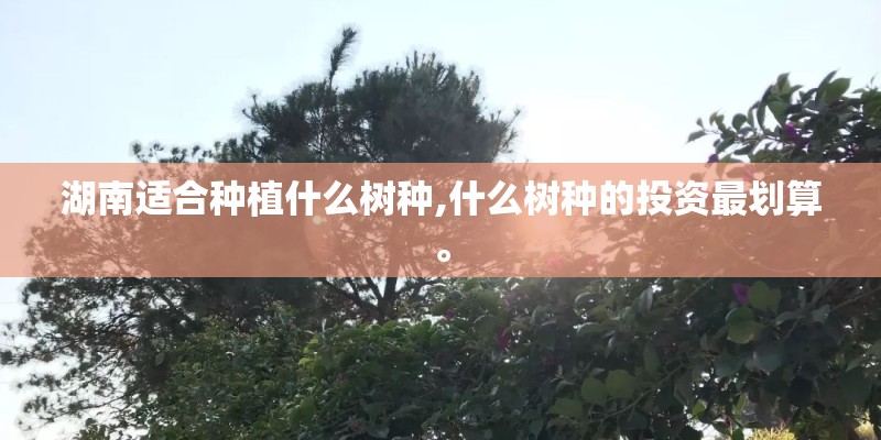 湖南适合种植什么树种,什么树种的投资最划算。