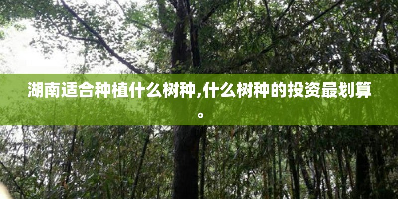 湖南适合种植什么树种,什么树种的投资最划算。