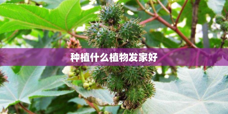 种植什么植物发家好