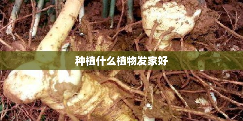 种植什么植物发家好