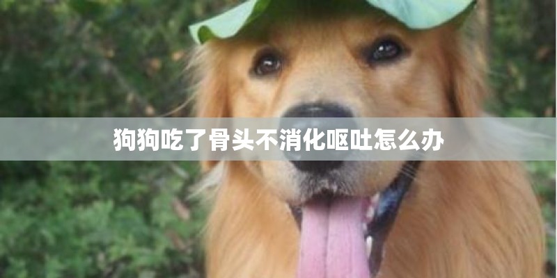 狗狗吃了骨头不消化呕吐怎么办