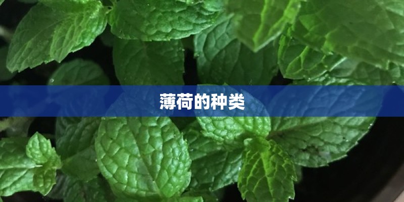 薄荷的种类