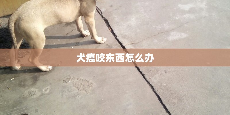 犬瘟咬东西怎么办
