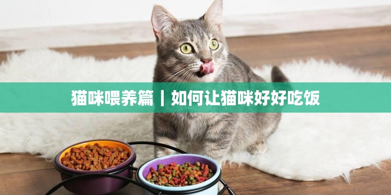 猫咪喂养篇｜如何让猫咪好好吃饭