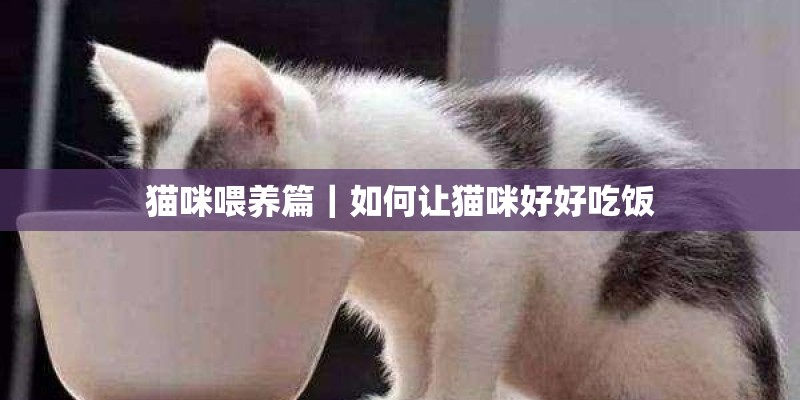 猫咪喂养篇｜如何让猫咪好好吃饭