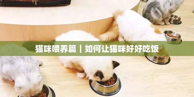 猫咪喂养篇｜如何让猫咪好好吃饭
