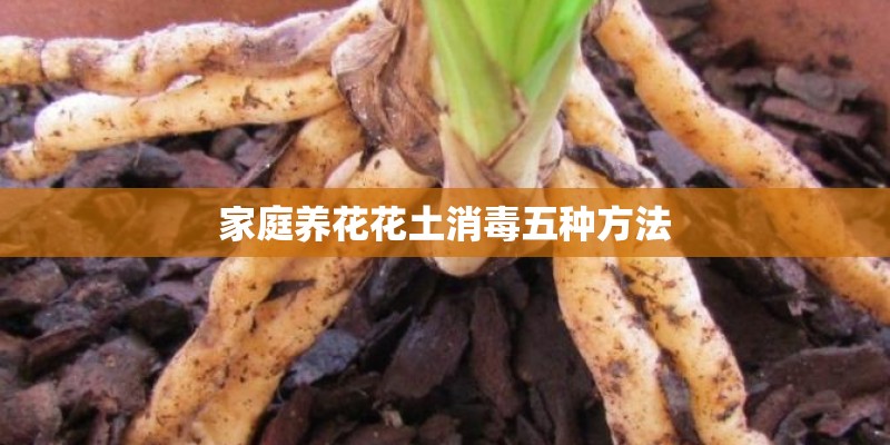 家庭养花花土消毒五种方法