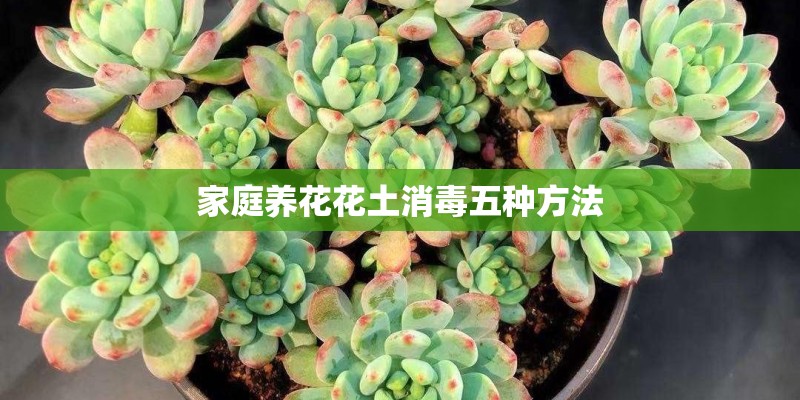 家庭养花花土消毒五种方法