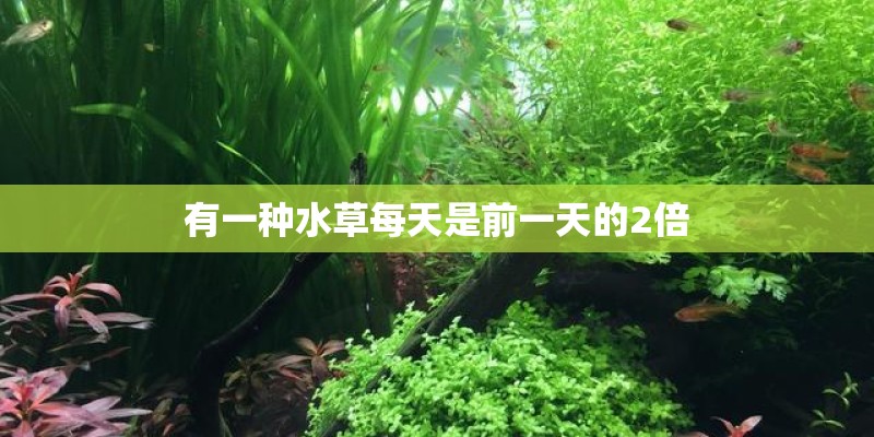 有一种水草每天是前一天的2倍 有一种水草每天是前一天的2倍