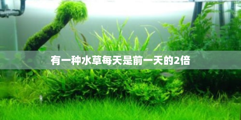 有一种水草每天是前一天的2倍 有一种水草每天是前一天的2倍