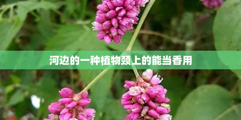河边的一种植物颈上的能当香用