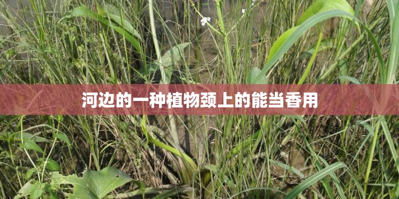 河边的一种植物颈上的能当香用
