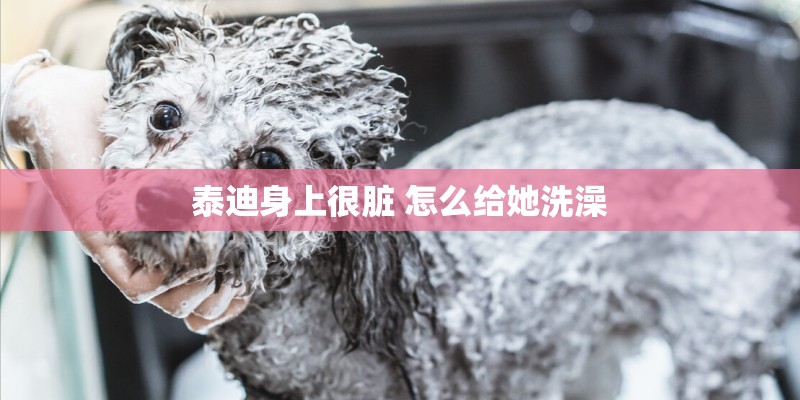 泰迪身上很脏 怎么给她洗澡