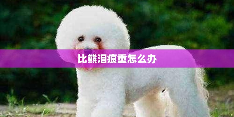 比熊泪痕重怎么办