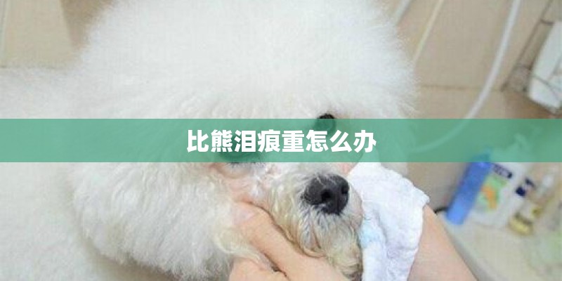 比熊泪痕重怎么办