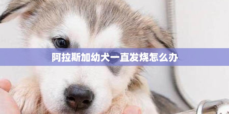 阿拉斯加幼犬一直发烧怎么办 阿拉斯加幼犬一直发烧怎么办