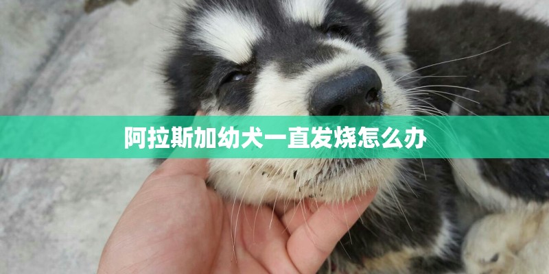 阿拉斯加幼犬一直发烧怎么办 阿拉斯加幼犬一直发烧怎么办