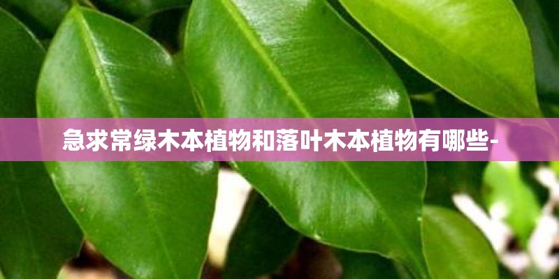 急求常绿木本植物和落叶木本植物有哪些-
