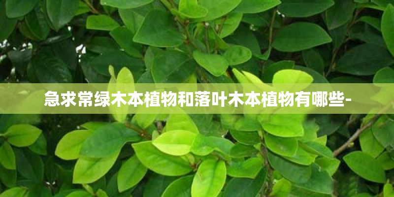 急求常绿木本植物和落叶木本植物有哪些- 急求常绿木本植物和落叶木本植物有哪些-