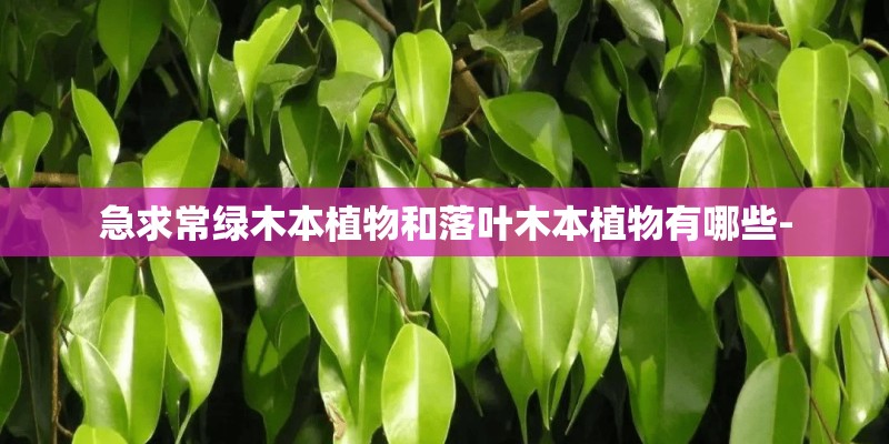 急求常绿木本植物和落叶木本植物有哪些- 急求常绿木本植物和落叶木本植物有哪些-