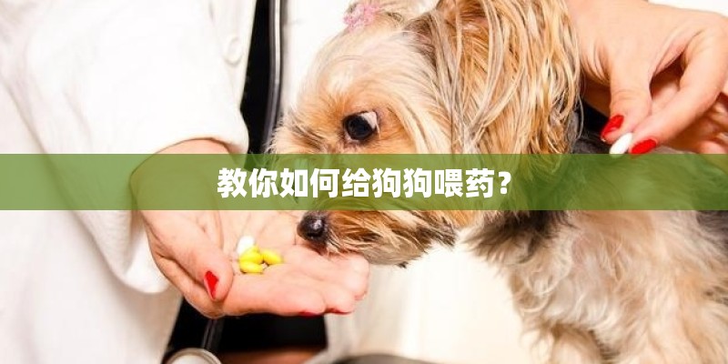 教你如何给狗狗喂药？