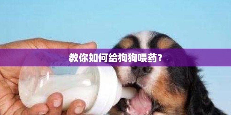 教你如何给狗狗喂药？