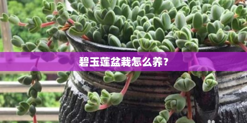 碧玉莲盆栽怎么养？