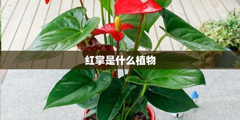 红掌是什么植物