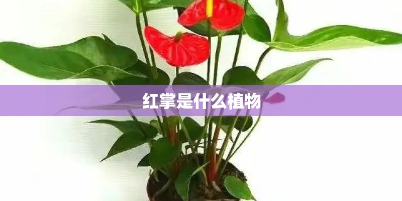 红掌是什么植物