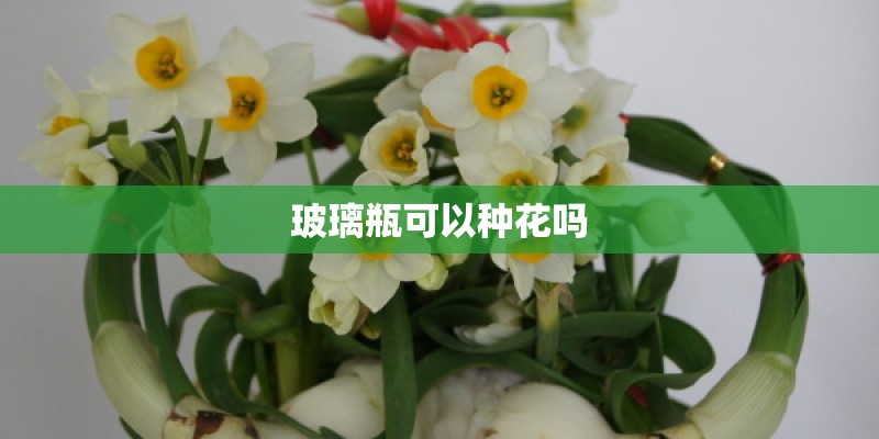 玻璃瓶可以种花吗