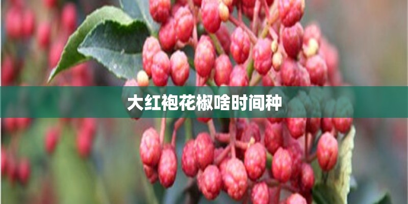 大红袍花椒啥时间种