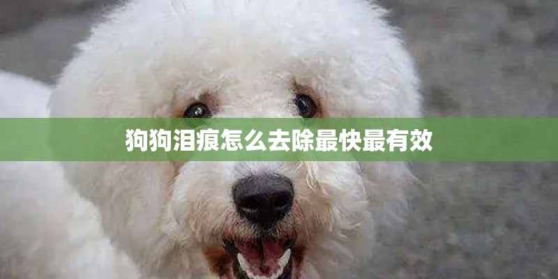 狗狗泪痕怎么去除最快最有效