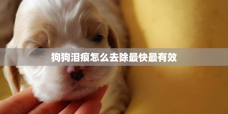 狗狗泪痕怎么去除最快最有效