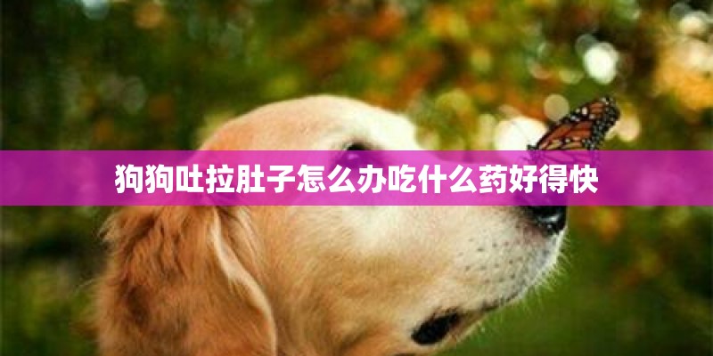 狗狗吐拉肚子怎么办吃什么药好得快 狗狗吐拉肚子怎么办吃什么药好得快