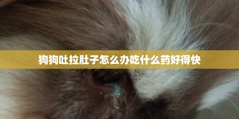 狗狗吐拉肚子怎么办吃什么药好得快 狗狗吐拉肚子怎么办吃什么药好得快