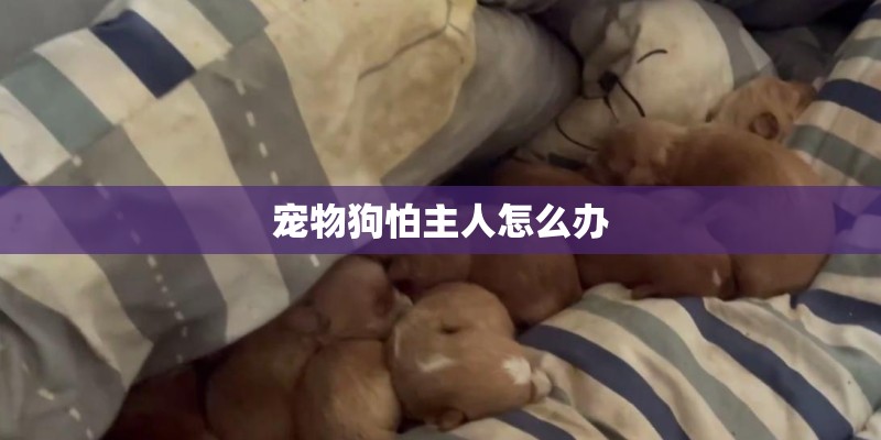 宠物狗怕主人怎么办