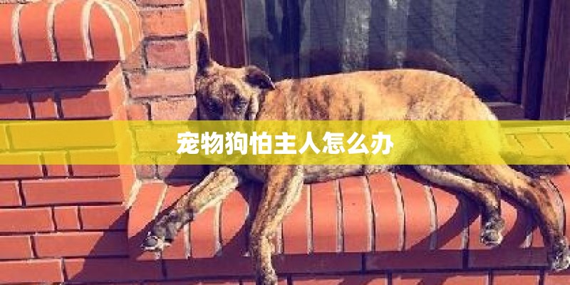 宠物狗怕主人怎么办