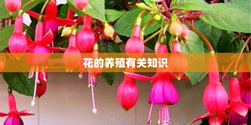 狗狗呼吸急促肚子一抽一抽的怎么回事 狗狗呼吸急促肚子一抽一抽的怎么回事