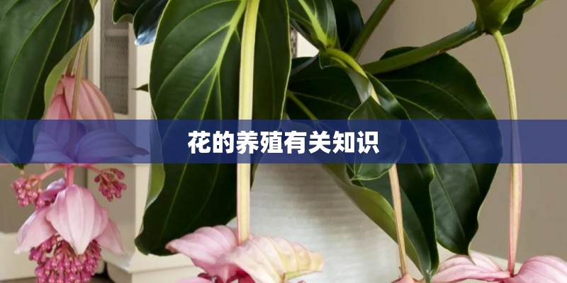 花的养殖有关知识