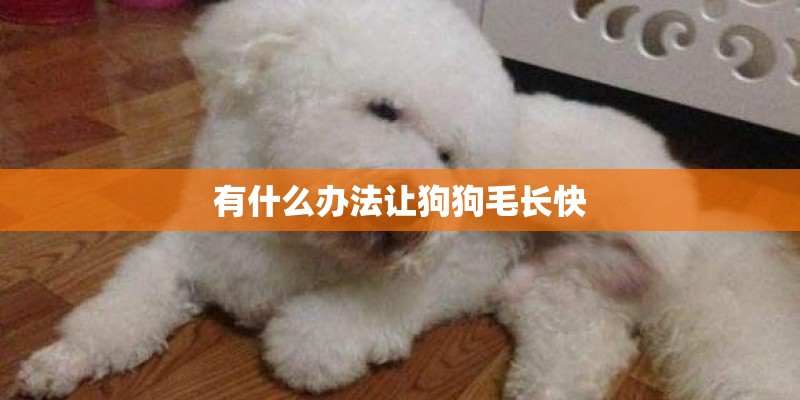 有什么办法让狗狗毛长快