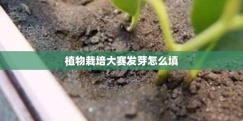 植物栽培大赛发芽怎么填