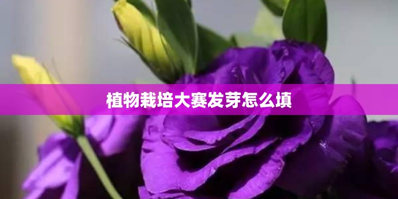 植物栽培大赛发芽怎么填