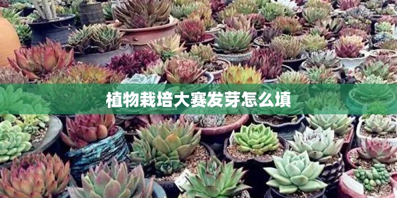 植物栽培大赛发芽怎么填