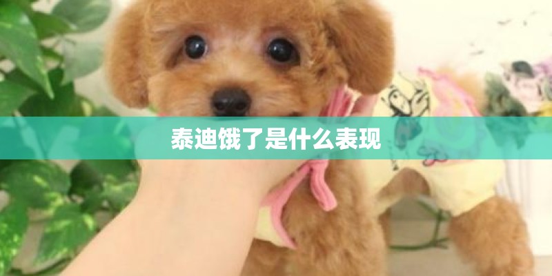 泰迪饿了是什么表现