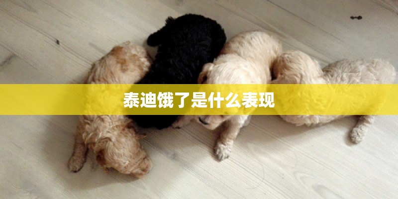 泰迪饿了是什么表现