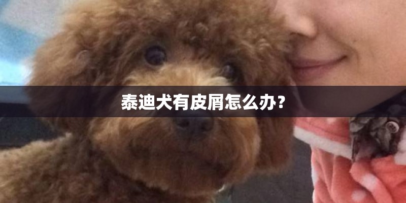 泰迪犬有皮屑怎么办？