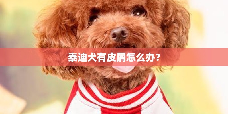 泰迪犬有皮屑怎么办？